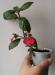 IMG_20250426_122532.jpg