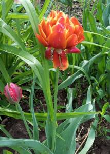 IMG_20250426_150630.jpg
