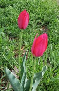IMG_20250426_151014.jpg