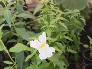 IMG_20250428_173322.jpg