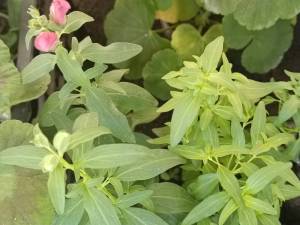 IMG_20250428_173329.jpg