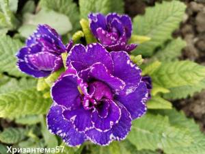 IMG_20250429_115345.thumb.jpg.a642dfb8b92ff9577804e84f55f0ef47.jpg