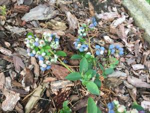 IMG_2358.thumb.JPG.6eddc196e6dbf633783850bf66d1267f.JPG