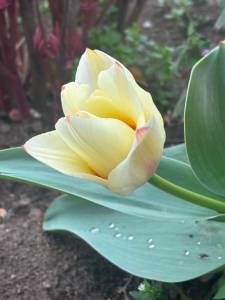 IMG_3433.jpeg