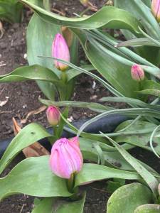 IMG_3437.jpeg