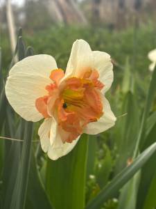 IMG_3439.jpeg