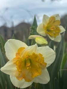 IMG_3440.jpeg