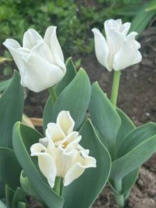 IMG_3441.jpeg