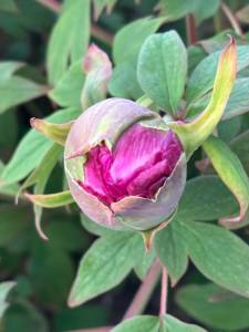 IMG_3450.jpeg