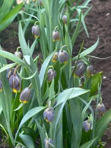 IMG_3721.jpeg