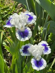 IMG_4058.jpeg