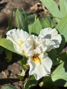 IMG_4064.jpeg