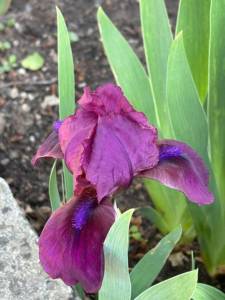 IMG_4218.jpeg