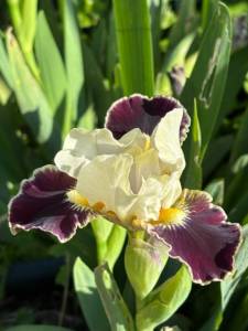 IMG_4219.jpeg