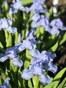 IMG_4221.jpeg