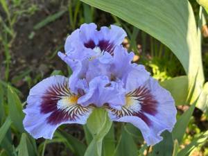 IMG_4224.jpeg