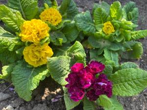 IMG_4228.jpeg