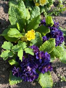 IMG_4230.jpeg