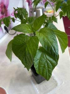 IMG_4423.jpeg