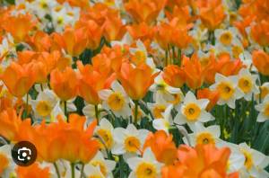 IMG_4689.thumb.jpeg.db520b2f92a1dcf0ecd92ff2e3b0f75f.jpeg
