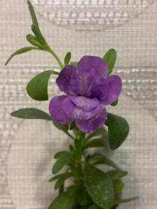 IMG_4761.jpeg