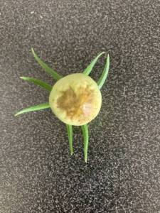 IMG_8269.jpeg