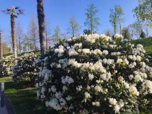 f3d5eb10-9e3c-4335-ab37-9b28ab04fa1a.jpeg