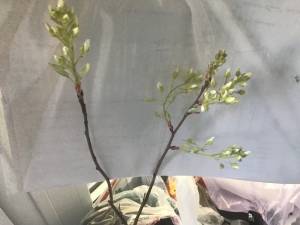 image.thumb.jpeg.c765b816a1cb132ae501ec843d548b3f.jpeg