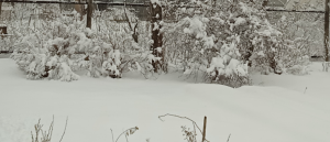 image.thumb.png.0f5854efa040eb7c06b46b2c5b418b28.png