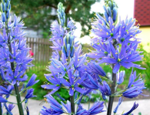 image.thumb.png.5cb59de1be03b024161e50b7e3f0b62e.png