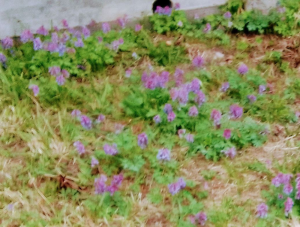 image.thumb.png.ab7ab02dc64c28b0b201e8b12b4dc453.png