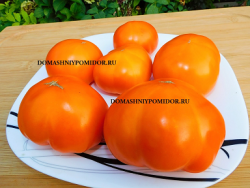 0г. хго 1DSCN9877.png