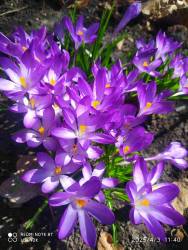 IMG_20250403_161055.jpg