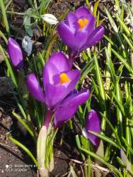 IMG_20250403_161233.jpg
