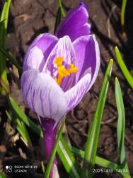 IMG_20250403_161255.jpg