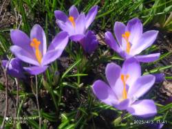 IMG_20250403_184457.jpg