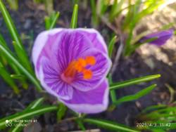 IMG_20250403_185106.jpg