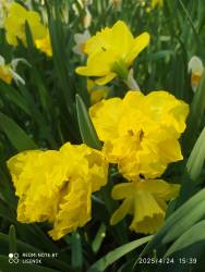 IMG_20250424_153918.jpg