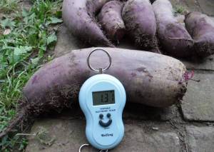 1.thumb.JPG.ada44e2a8f2bb6f6ea610d8eeada2721.JPG