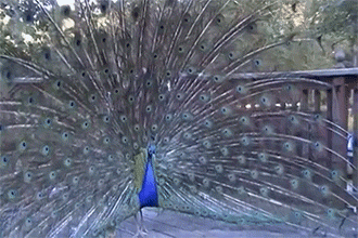 Павлин и кот.gif