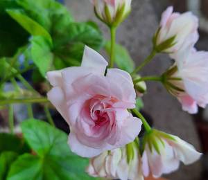 Millfield Rose.jpg