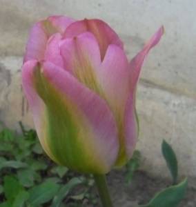 2.thumb.JPG.c9113d1c4116be7b0ccd94b63854ea62.JPG