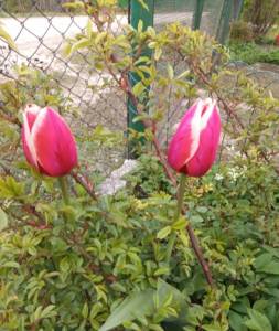 20250514_083224.thumb.jpg.50bf223cb223ae123d23db0074ac1475.jpg