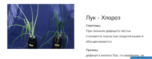 дефицит железа на луке.png