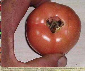 4.thumb.JPG.e9e1e9cb698232e25819285570dbf503.JPG