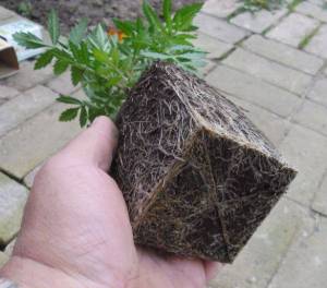 4.thumb.JPG.ee24d6f8231d425aad2fab0eb25c5b35.JPG
