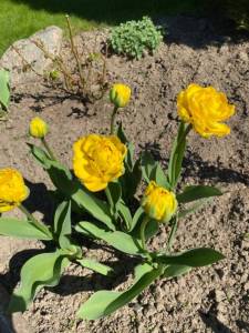 54D2B7CF-2966-4CB5-86ED-EA21B17D6115.jpeg