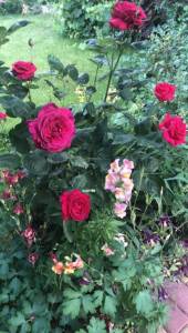 7125F25D-3DD0-4DBF-9641-E5DD591A5C2E.jpeg