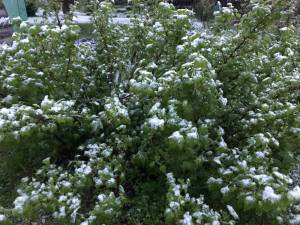 AB885109-94EA-42A3-9808-7E2DB70EA443.thumb.jpeg.fecbaeca1ac2c523c739a4317e51c5fa.jpeg
