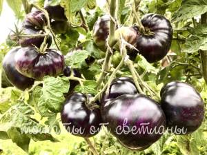 C3704AE0-9B89-456A-8B9B-A86D80D5E038.thumb.jpeg.b900e397a972ad710346943db3fd5ed8.jpeg